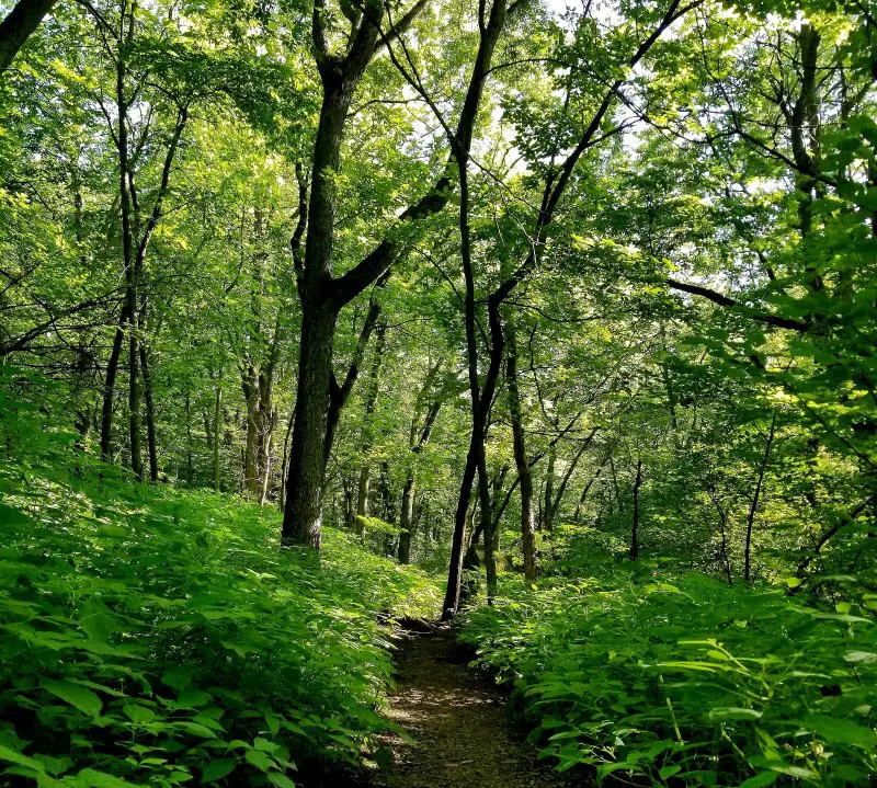 Path through the woods